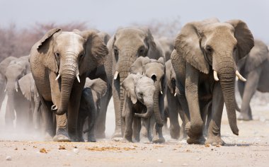 Elephant herd clipart