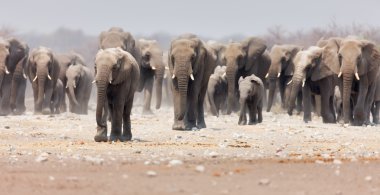 Elephant herd clipart