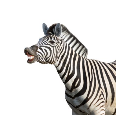 Laughing zebra clipart