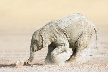 Baby elephants play clipart