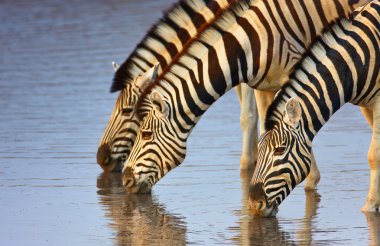 Zebras drinking clipart