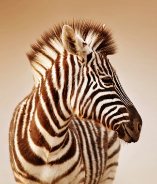 Zebra portrait clipart