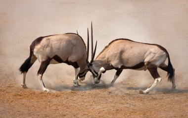 Gemsbok fight clipart