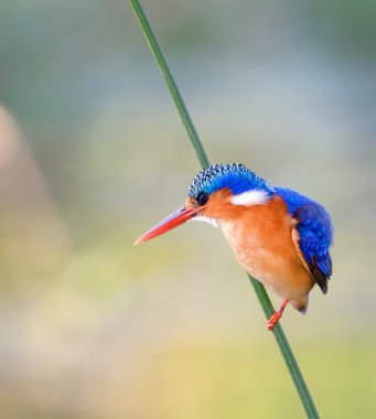 Malachite Kingfisher clipart