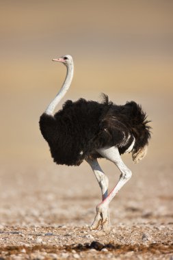 Ostrich clipart