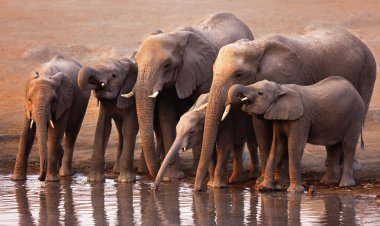 Elephants drinking clipart