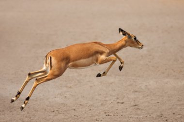 Black-faced impala running clipart