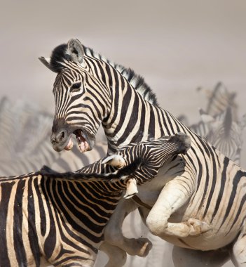 Zebras fighting clipart