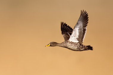 Yellow-billed duck in flight clipart