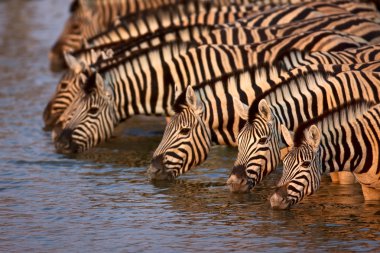 Zebras drinking clipart
