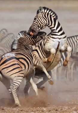 Zebras fighting clipart