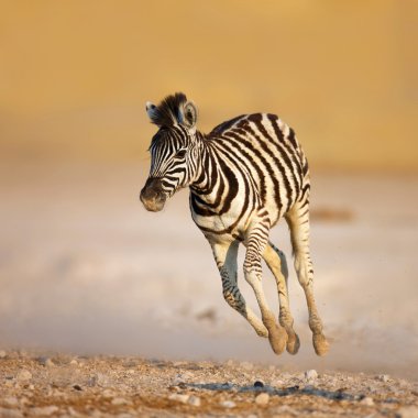 Baby zebra running clipart