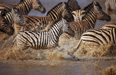 Zebra's running through water clipart