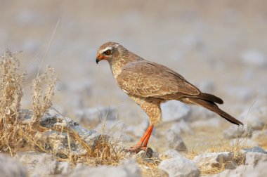 Goshawk clipart