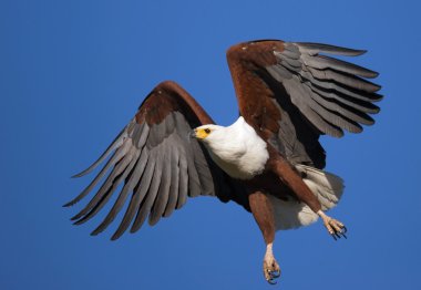 African Fish Eagle clipart