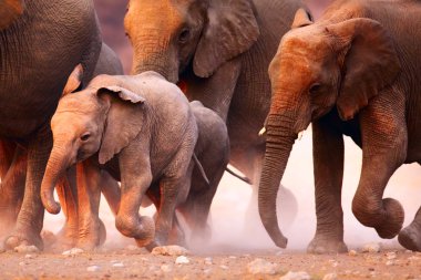 Elephants herd running clipart