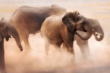 Elephants in dust clipart