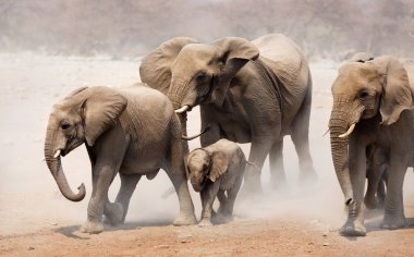 Elephant herd clipart