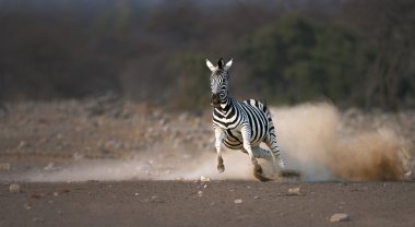 Running Zebra clipart