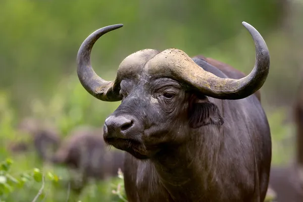 Afrikaanse buffel — Stockfoto