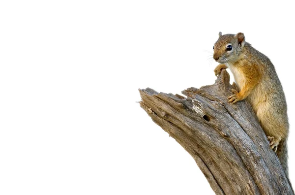 나무 다람쥐 — 스톡 사진