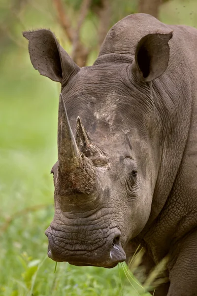 Vit noshörning — Stockfoto