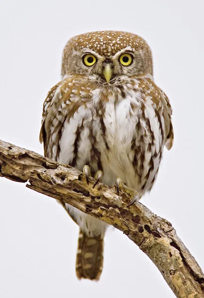 Pearlspotted Owl — Stock Photo, Image