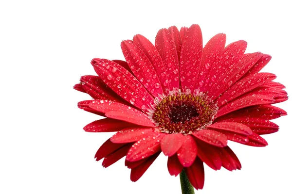 Red daisy — Stock Photo, Image