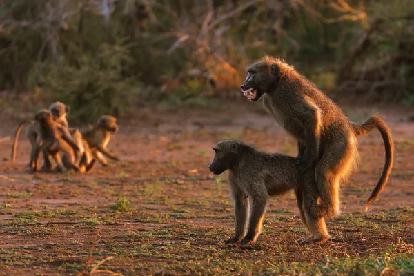 Chacma babuínos — Fotografia de Stock
