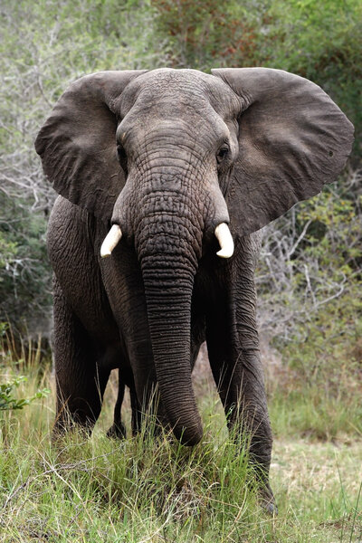 African Elephant; Loxodonta Africana; South Africa