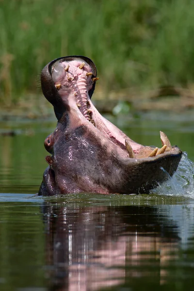 Flodhäst — Stockfoto