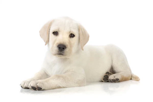 Puppy lying down — Stock Photo, Image