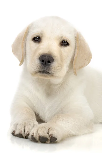 Portrait of puppy — Stock Photo, Image