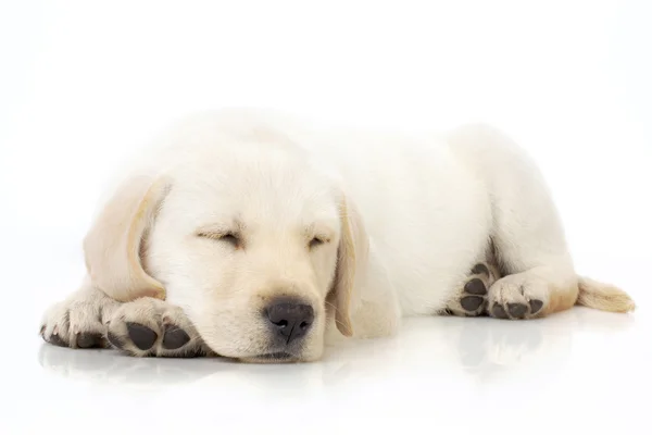 眠っている子犬 — ストック写真