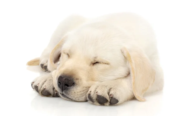 足で寝ている子犬 — ストック写真