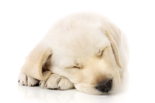 Köpek pençeleri üzerinde uyuyor — Stok fotoğraf