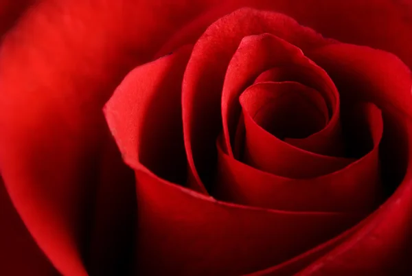 stock image Red rose macro