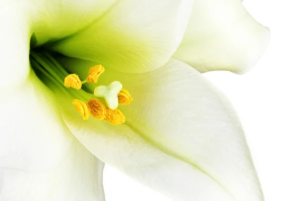 White lilly macro — Stock Photo, Image
