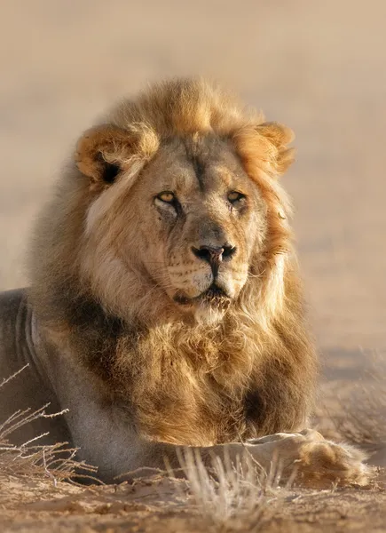ライオンのオス — ストック写真