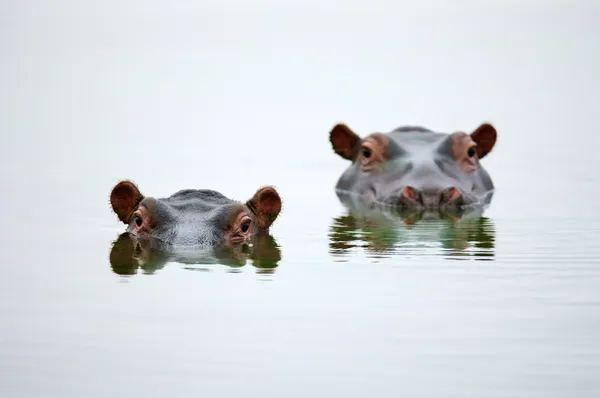 Cabezas de hipopótamo —  Fotos de Stock