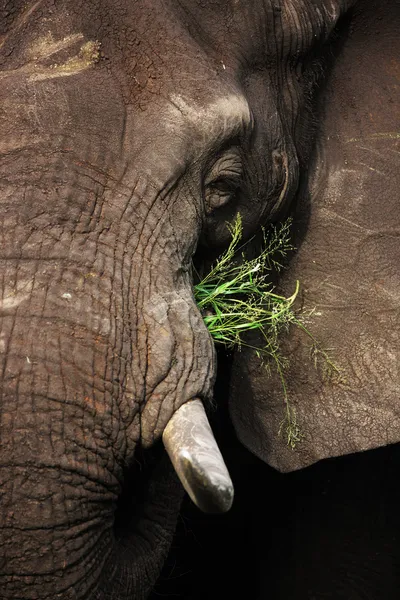 Поедание слонов — стоковое фото