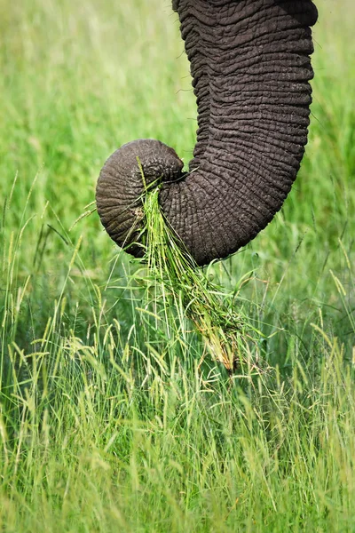 Tronco de elefante — Foto de Stock