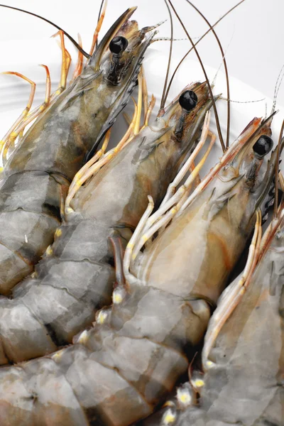 Stock image Prawn