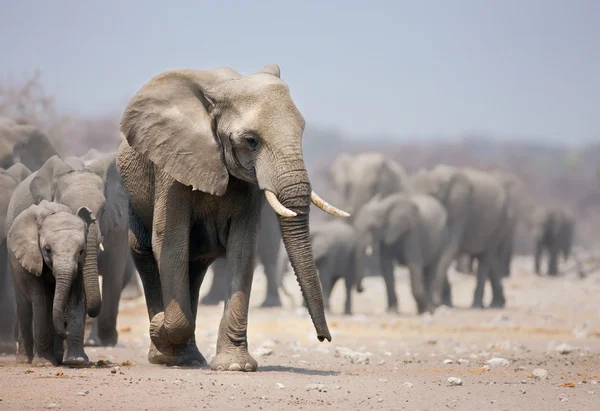 Pés de elefante — Fotografia de Stock