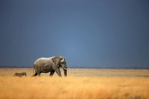 Elefant und Zebra — Stockfoto