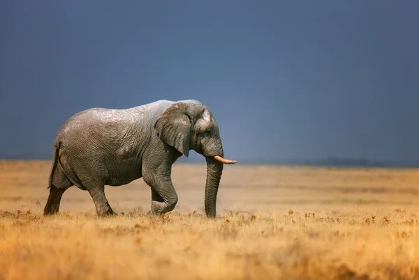 Elefante en frassfield — Foto de Stock