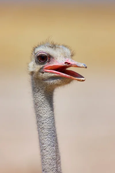 Struisvogel portret — Stockfoto