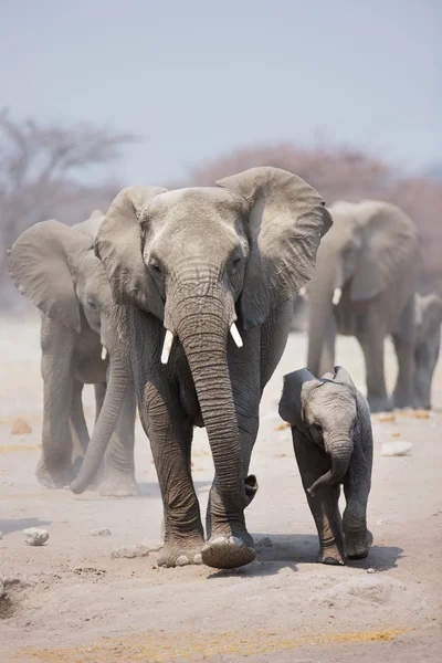Mandria di elefanti — Foto Stock