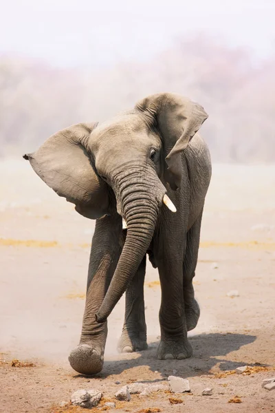 Carga de touro elefante — Fotografia de Stock