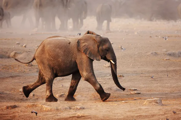 Elefante corriendo — Foto de Stock